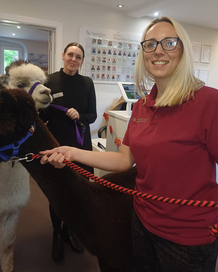 A Special Visit From Dunreyth Alpacas - Manor Barn Nursing Home