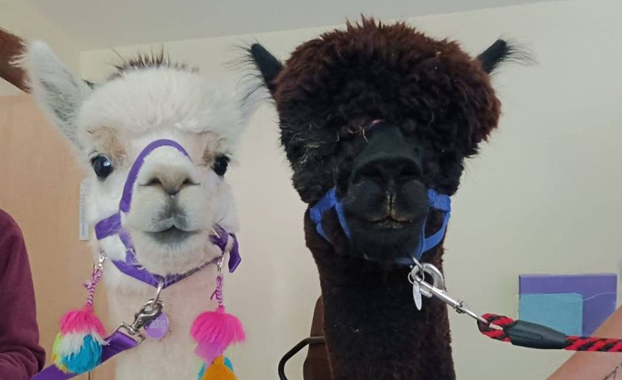 A Special Visit From Dunreyth Alpacas - Manor Barn Nursing Home